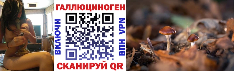 Галлюциногенные грибы Psilocybine cubensis  цены   Кунгур 